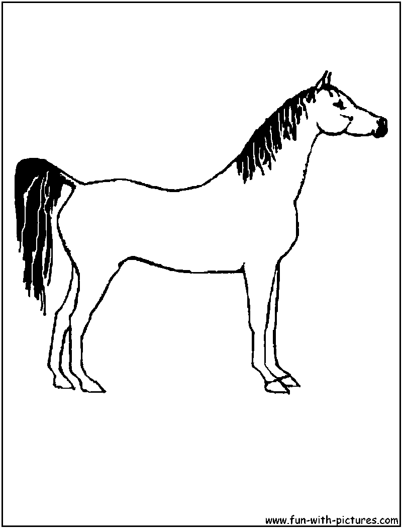 Arabian Horse Coloring Page 
