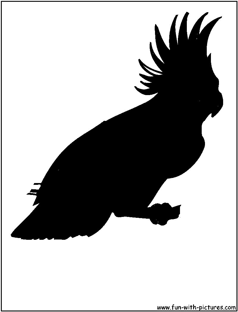 Black Cockatoo Silhouette