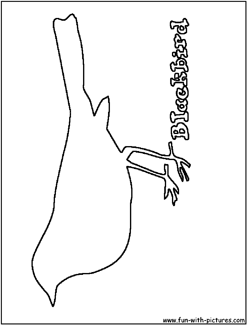 Blackbird Outline Coloring Page 