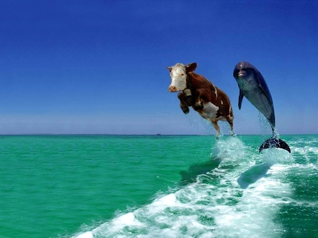 cow-dolphin.jpg