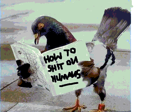 Expert Pigeon