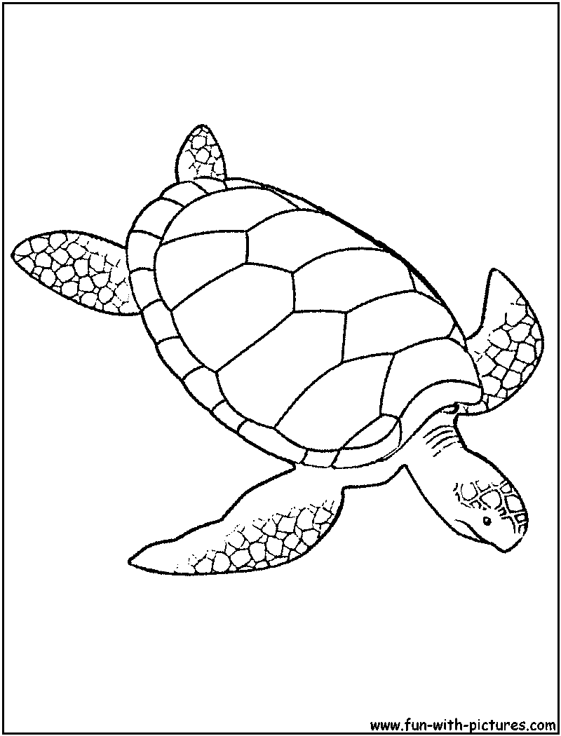 green-sea-turtle-coloring-page