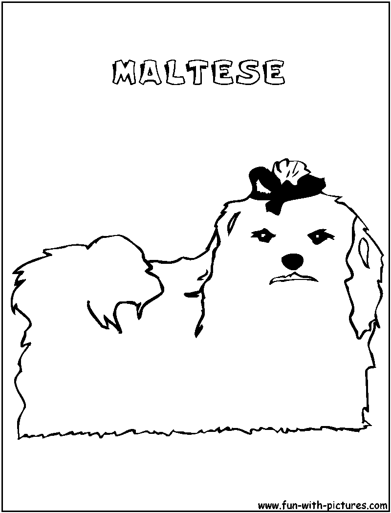 Maltese Coloring Page 