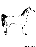 Arabian Horse Coloring Page 