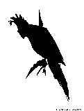 cockatoo silhouette