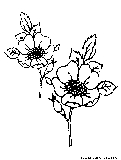 Flowers Coloring Page 