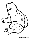 Frog Coloring Page 