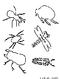 insects2