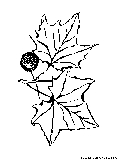 Maple Leaves Coloring Page 