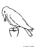Parrot Coloring Page 