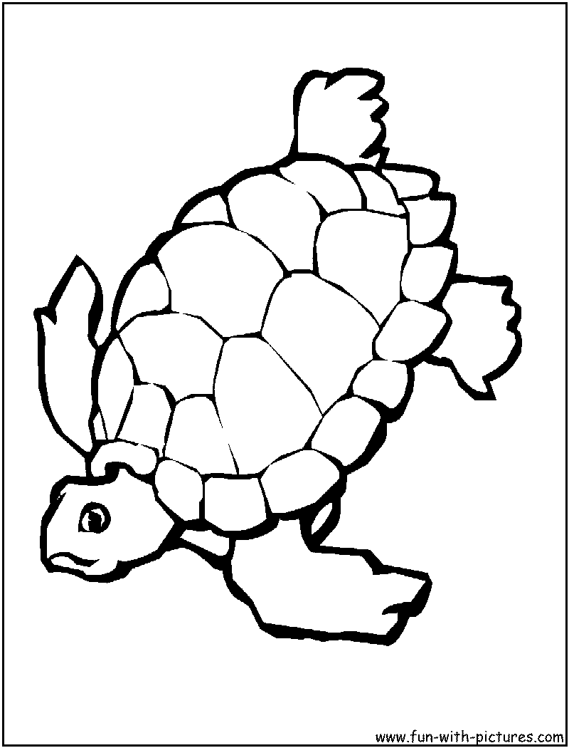 Tortoise Coloring Page 