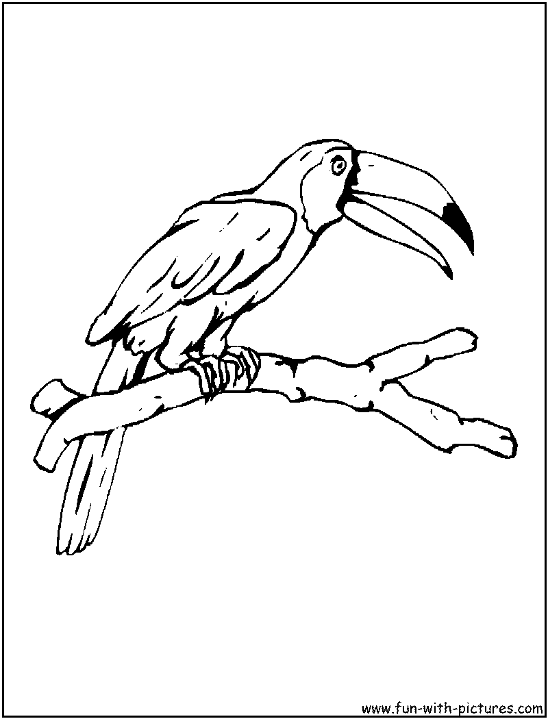 Toucan Coloring Page 