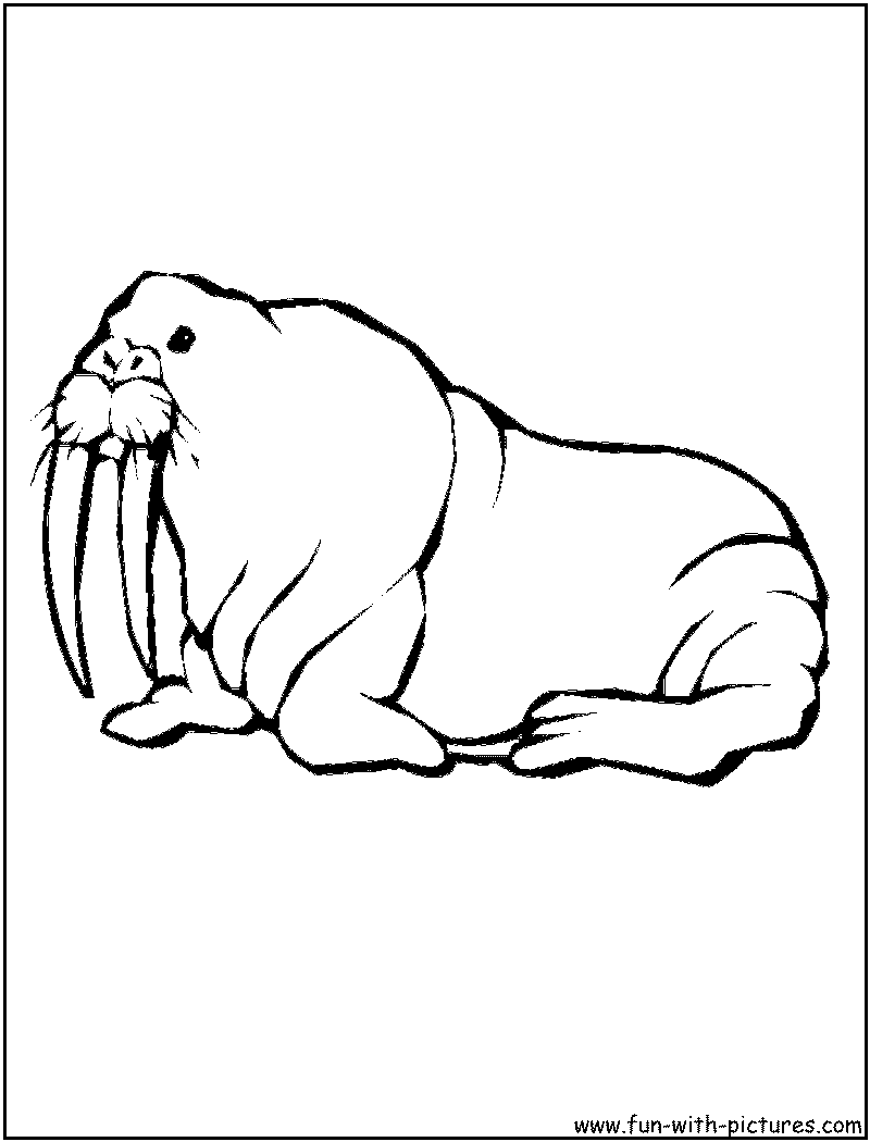 Walrus Coloring Page 