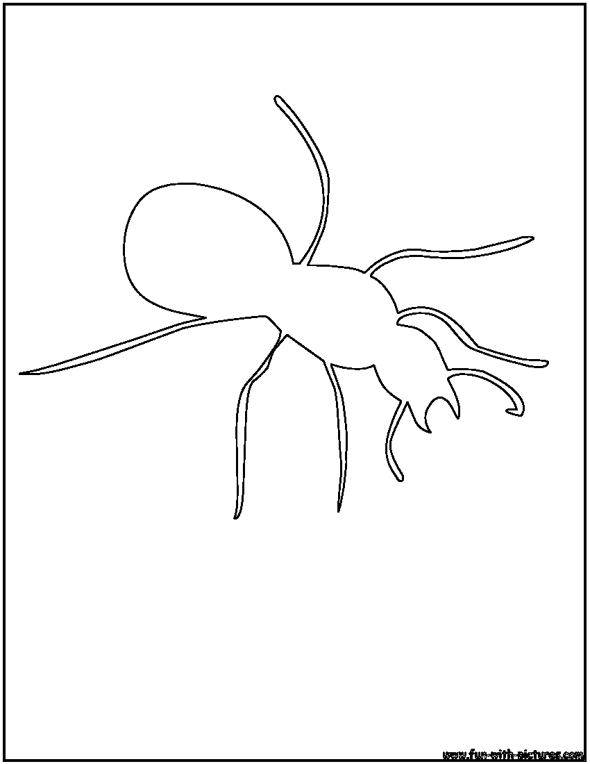 Ant Outline Coloring Page 