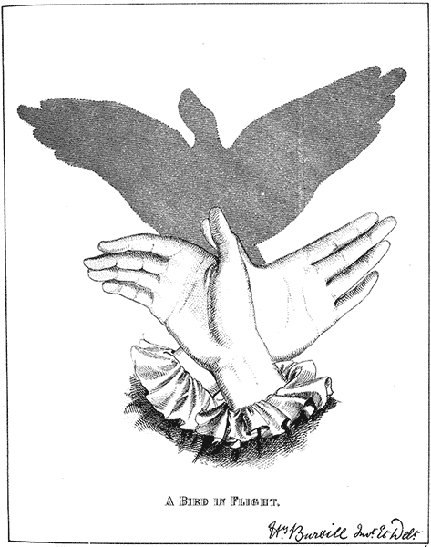 Hand Shadow Of Flying Bird