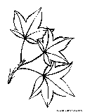 Poplar Leaves Coloring Page 