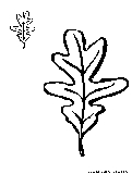 White Oak Leaves Coloring Page 