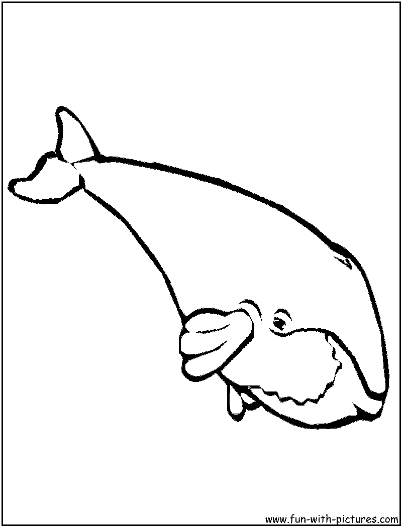 sperm whale coloring page